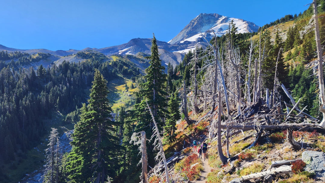 Trip Report: Gilad and Mika on the Timberline Trail