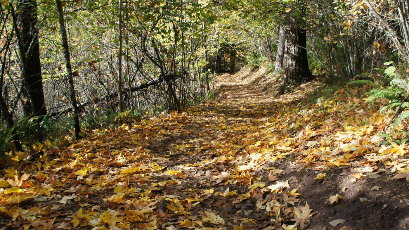 What Is In My Bag: Fall Hiking